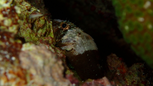 Reef scorpionfish (Scorpaenodes caribbaeus) — Scorpaenidae — 5