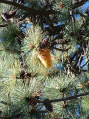 Cronartium conigenum