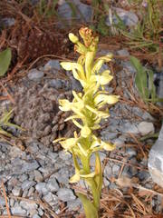 Platanthera brevifolia