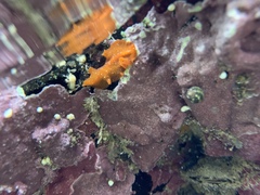 Phrikoceros baibaiye