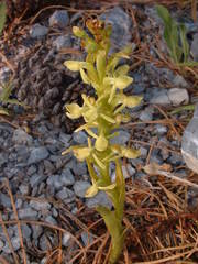 Platanthera brevifolia