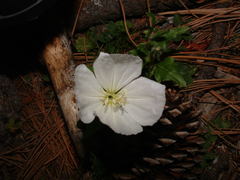 Oenothera tetraptera