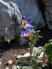 Solanum verrucosum