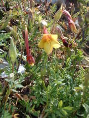 Polemonium pauciflorum