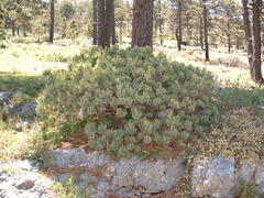 Pinus culminicola