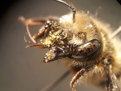 Osmia latreillei