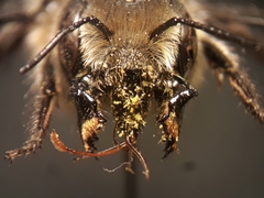 Osmia latreillei