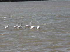 Phoenicopterus roseus