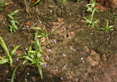 Utricularia geoffrayi