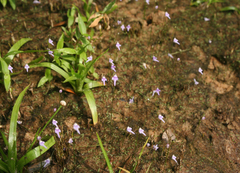 Utricularia geoffrayi