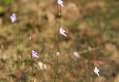 Utricularia geoffrayi