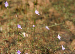 Utricularia geoffrayi