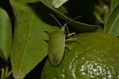 Biprorulus bibax
