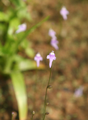 Utricularia geoffrayi