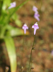 Utricularia geoffrayi