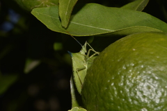 Biprorulus bibax
