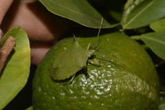 Biprorulus bibax