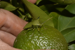 Biprorulus bibax
