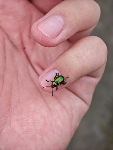 Platycorynus parryi