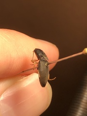 Conoderus amplicollis