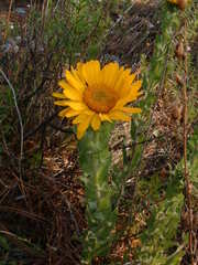 Grindelia greenmanii