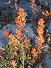 Castilleja integrifolia