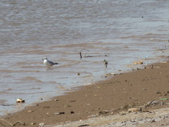 Chroicocephalus ridibundus