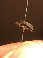 Conoderus amplicollis