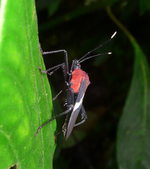 Leptoscelis militaris