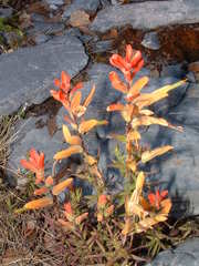 Castilleja integrifolia