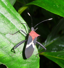 Leptoscelis militaris