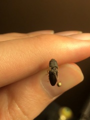 Conoderus amplicollis