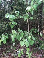 Populus heterophylla