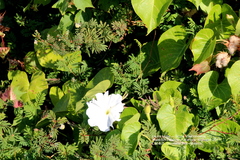 Ipomoea violacea