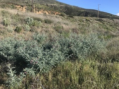 Astragalus brauntonii