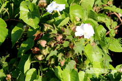 Ipomoea violacea