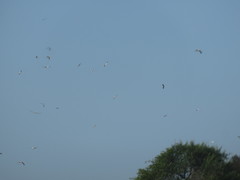 Ciconia ciconia