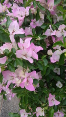 Bougainvillea