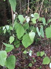 Populus heterophylla
