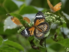 Cethosia mahratta