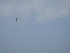 Ciconia ciconia