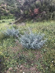 Astragalus brauntonii
