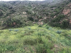 Astragalus brauntonii