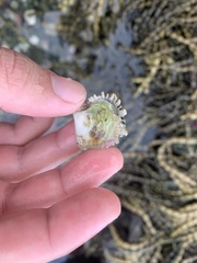 Pterioidea