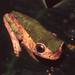 Jaguar Leaf Frog - Photo (c) Creator:Andreas Schlüter, some rights reserved (CC BY-SA)