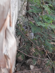 Coelognathus radiatus