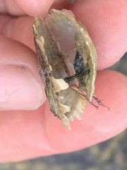 Pterioidea