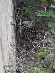 Coelognathus radiatus