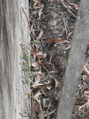 Coelognathus radiatus