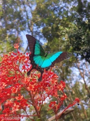 Papilio buddha